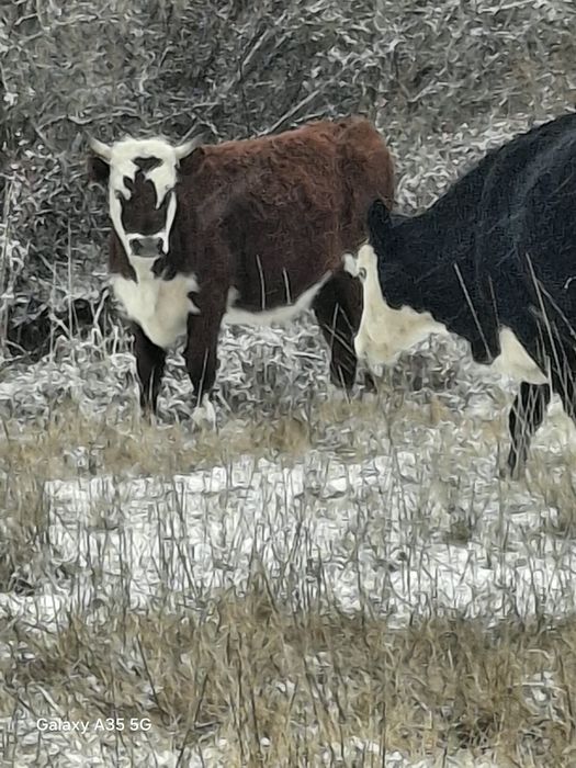 КРС год девяти месячные