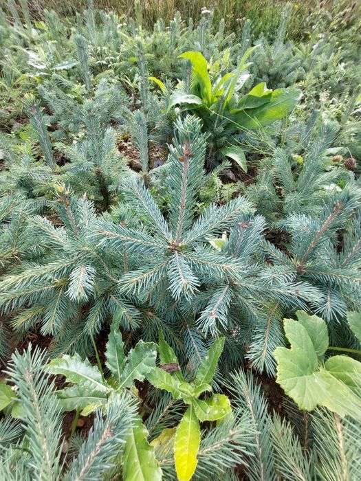 Puieti molid argintiu Picea engelmannii- producator