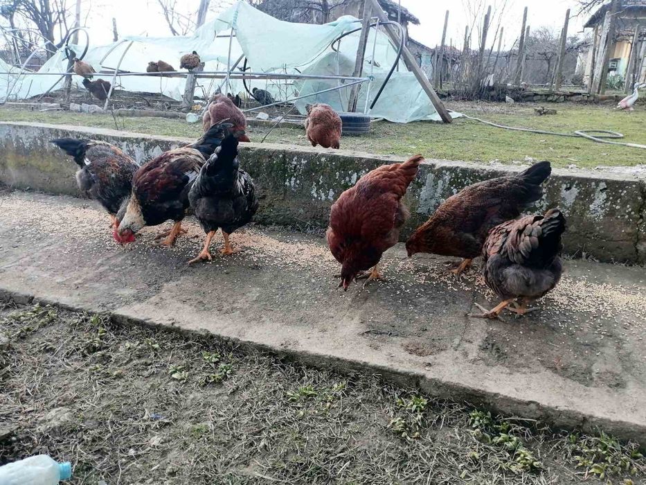 Катунски петли за продан