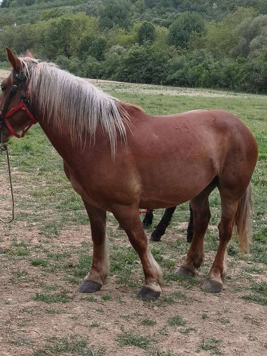 Vând iapa linia fitero