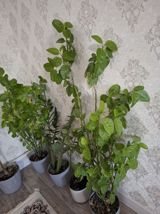 Комнатные растения