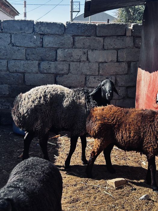 Қошқар гиссар сатылады,