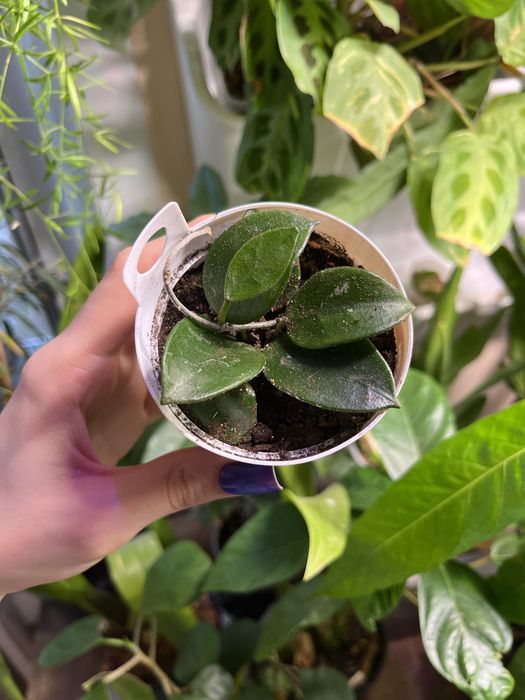 Черенки Хойя Чоук /Чуки