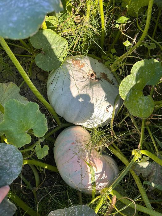 Dovleci/bostani/ludai plăcintari românești Tudor