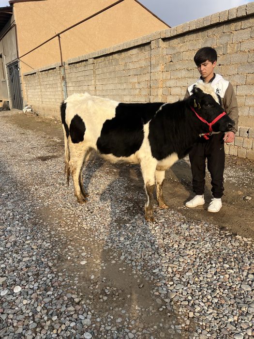 Rasiski g’unajin sotiladi