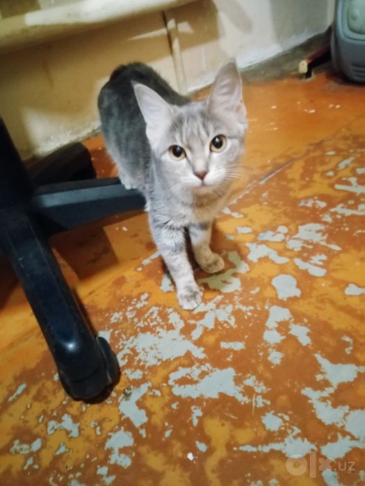 Котята наполовину вислоушки