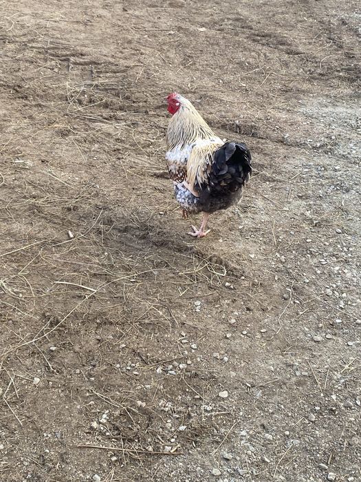 Vand cocosi  tânar de anu trecut