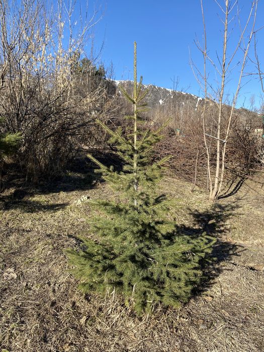 Ель саженец ель саженец