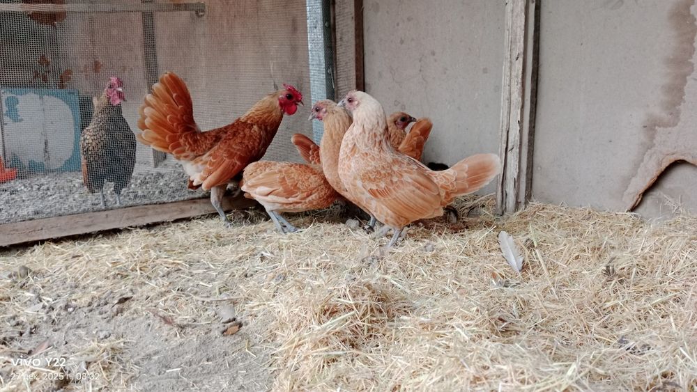 Сибрайт шамуалар сотилади