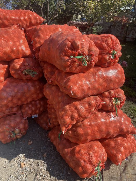 Продам лук, мешок стоит 2500