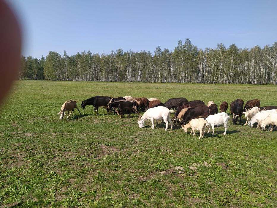 Продам Коз и овец