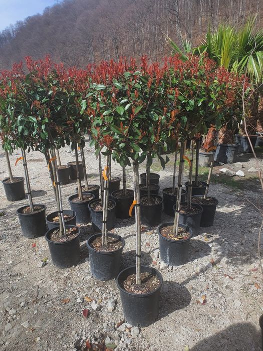 Photinia red robin