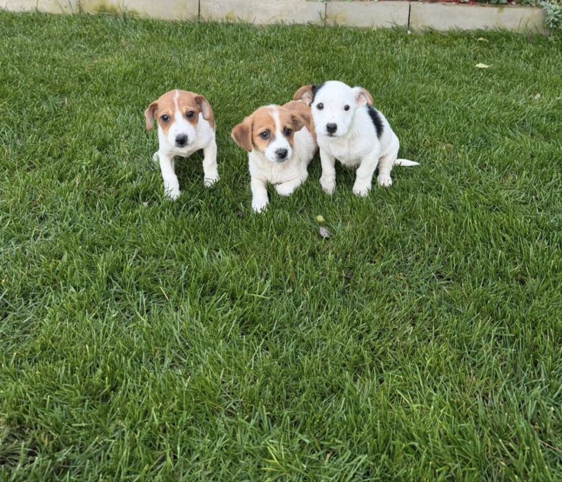 Мини Джак Ръсел  бебенца