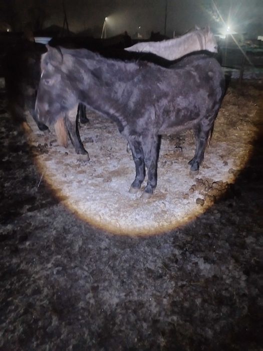 Продам Кунан ургашы 2 жасар