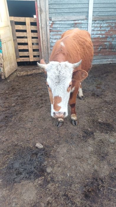 Продаются две телки