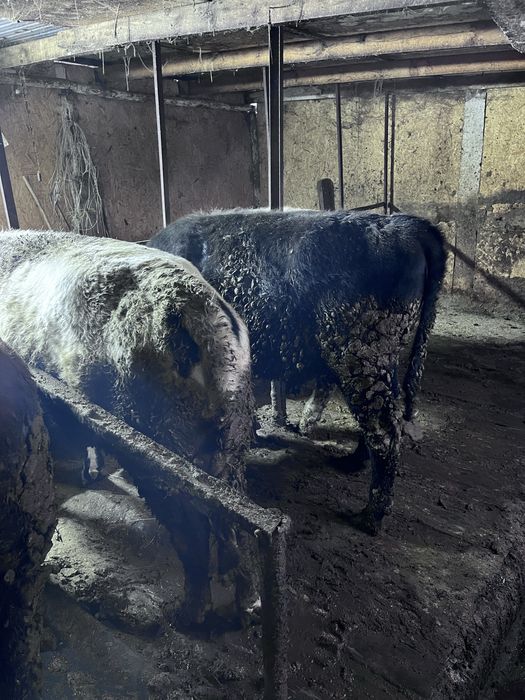 Продаются быки