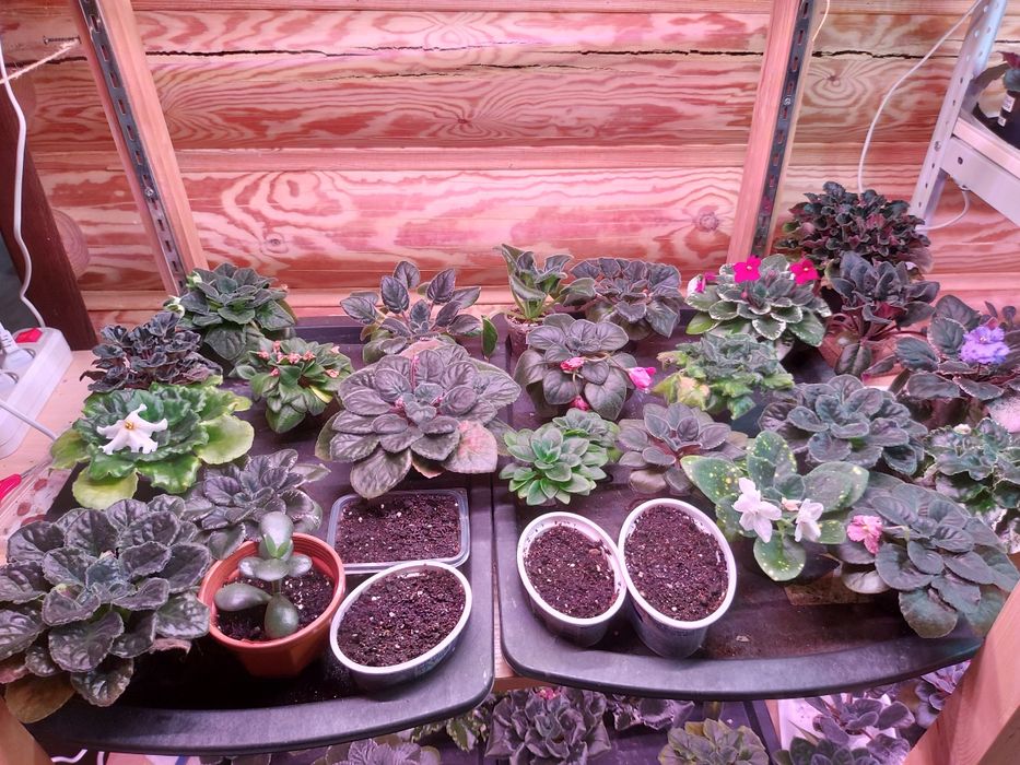 ФИАЛКИ (более 100 сортов) !