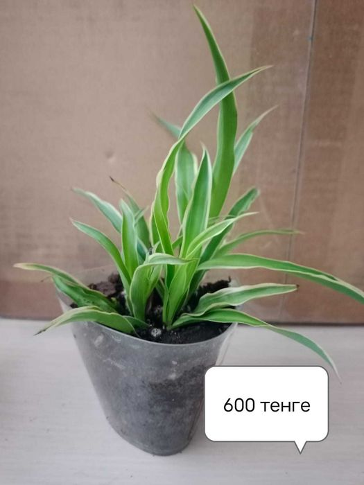 Хлорофитум, Колеус, Сансевиерия