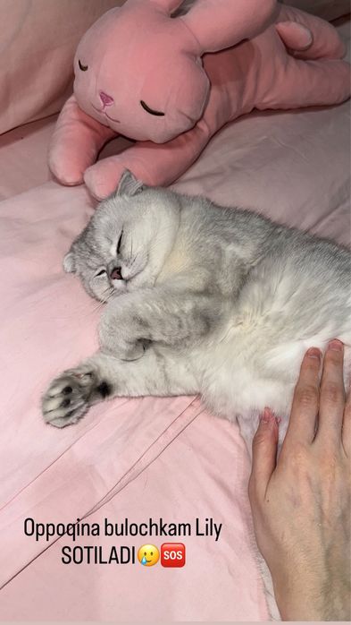 skotish fold SROCHNO sotiladi