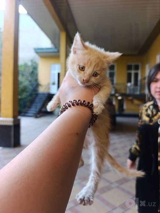 Отдаём котят в хорошие руки