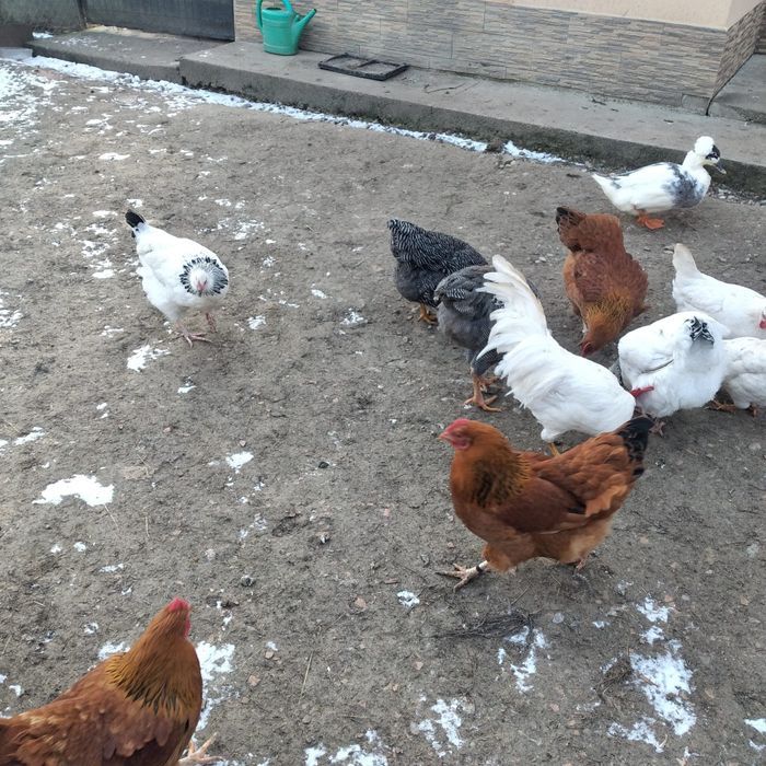 Schimb sau vînd găini rasa Sussex și New Hampshire