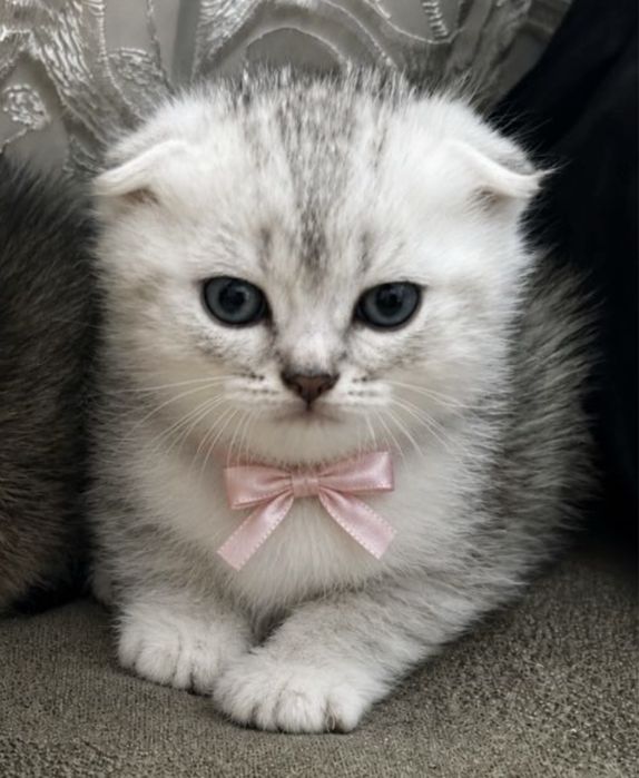 котенок Scottish Fold(девочка)