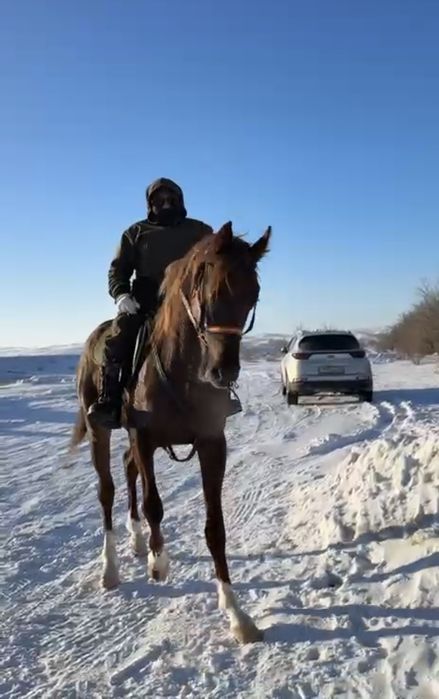 Продам англа араб