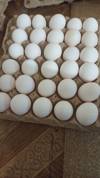 Продам кур несушек