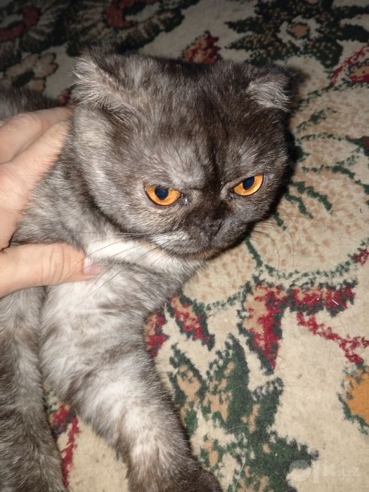 Кошка , висло ухая