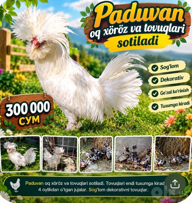 Paduvan oq xöroz va tovuqlari sotiladi