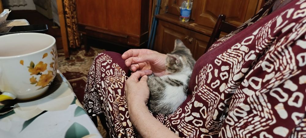 Срочно ищет дом маленький серо-белый котёнок мальчик!