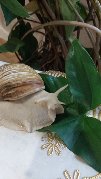 Продажа улитки Ахатины