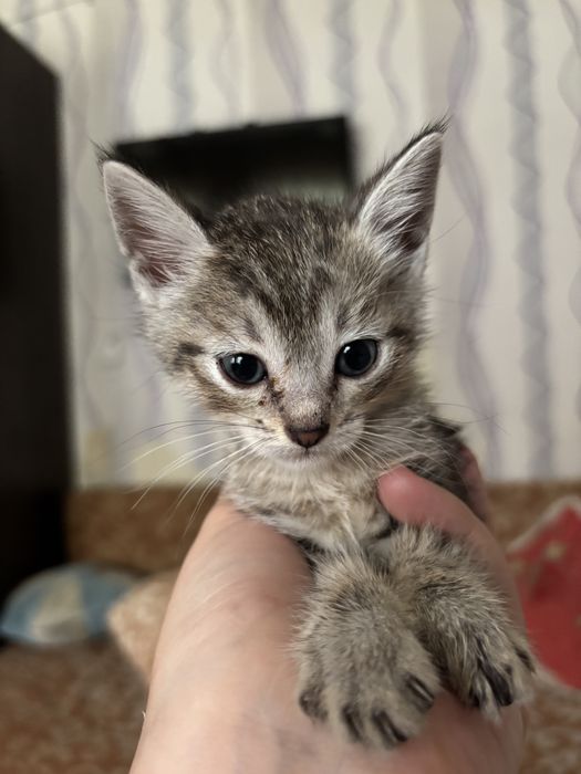 Котята, 2 девочки. Бесплатно