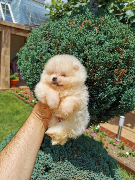 Померан мини мини