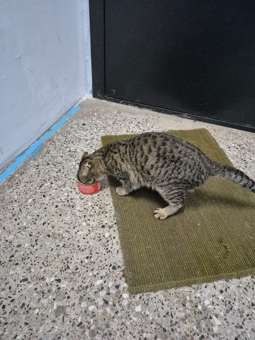 Котик, молодой, вислоухий, домашний, чистый, ласковый. Видно, у кого-т