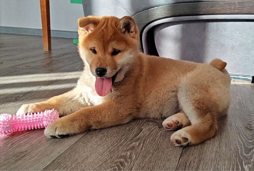 Shiba-Inu бронь
