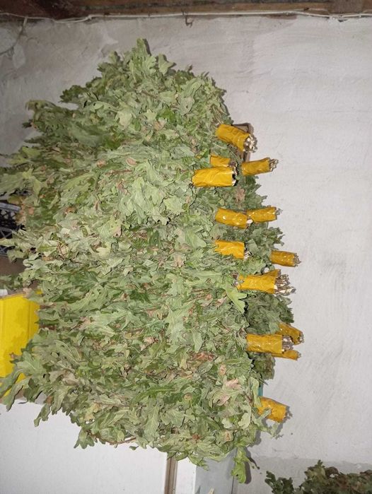 Банные веники дубовые.