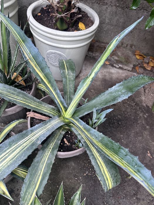 Agave de vanzare