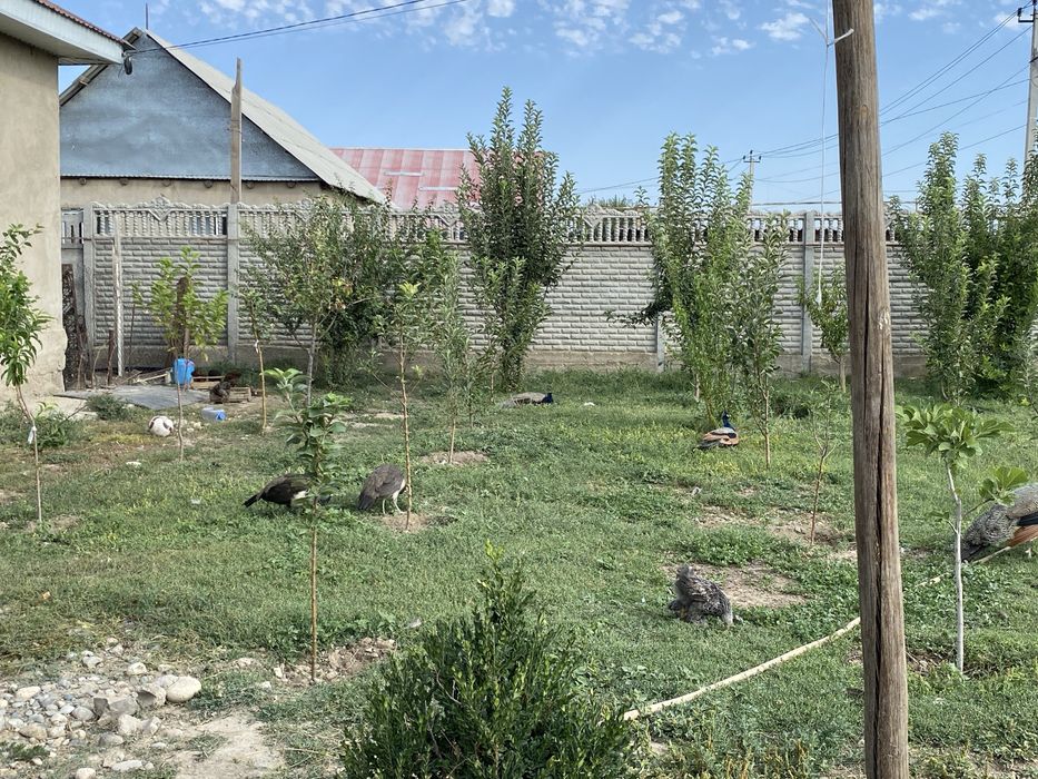Павлин сатылады балапандары бар 10 күндік дәулері бар 2 жарым жасар