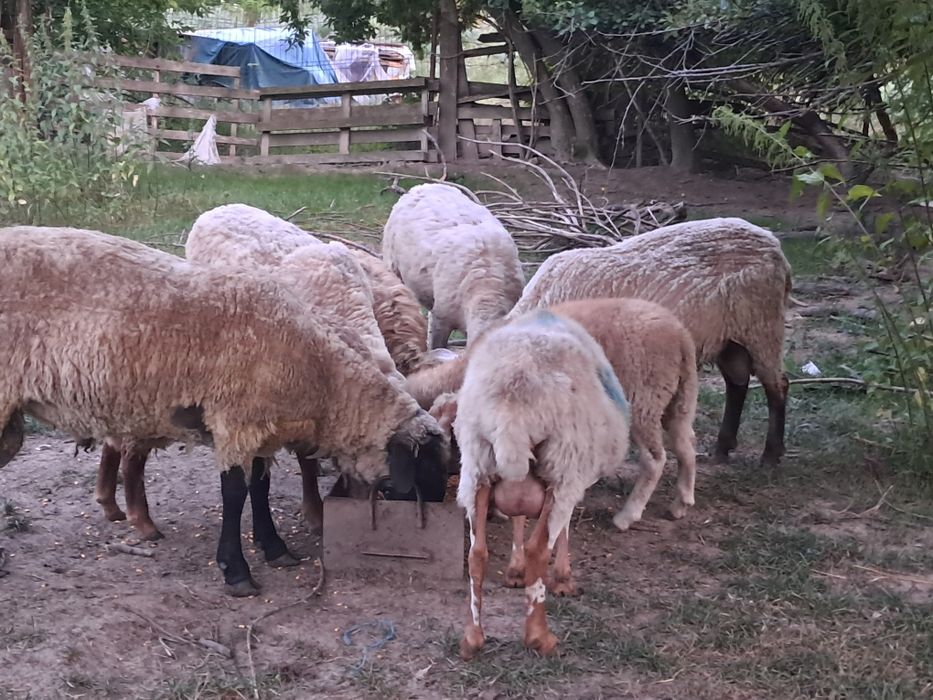 Vand oi metis sulfok si 2 oi bergamasc una fatata