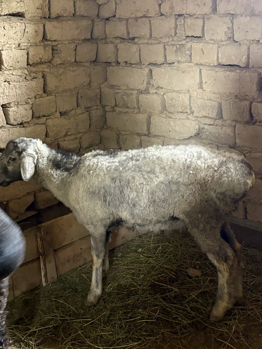 Қошқар сатыладыы