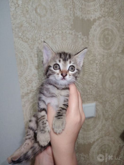 Отдам в добрые руки