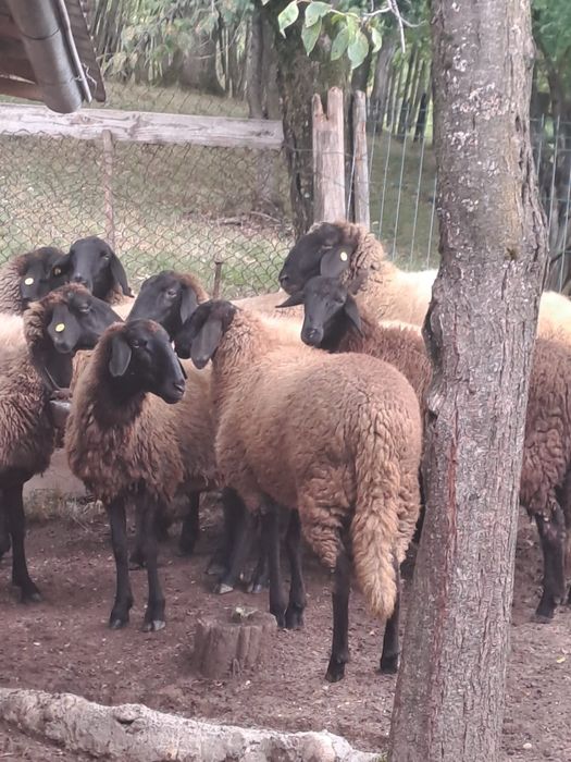 Vând berbecut carabas