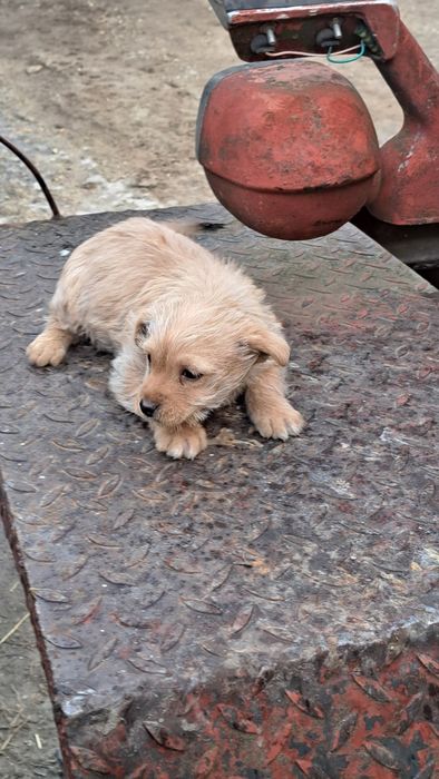 Se donează catelusa.