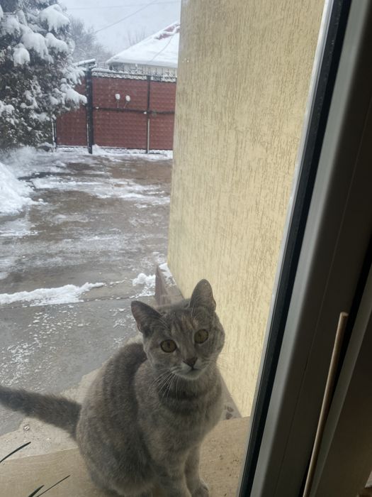 Кошечка бесплатно