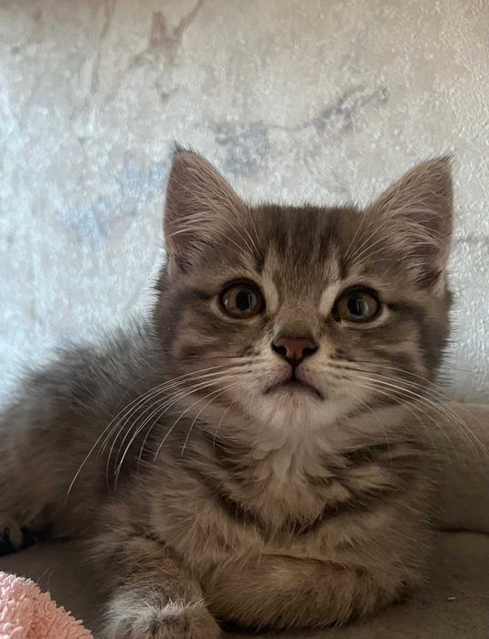 Котенок в добрые руки