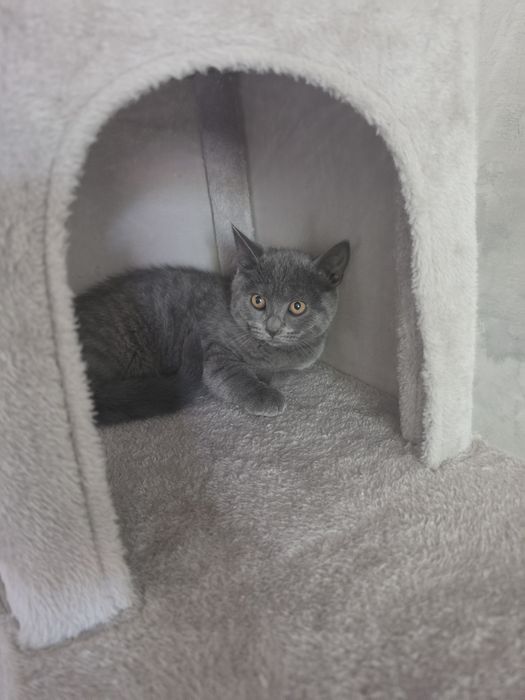 British shorthair