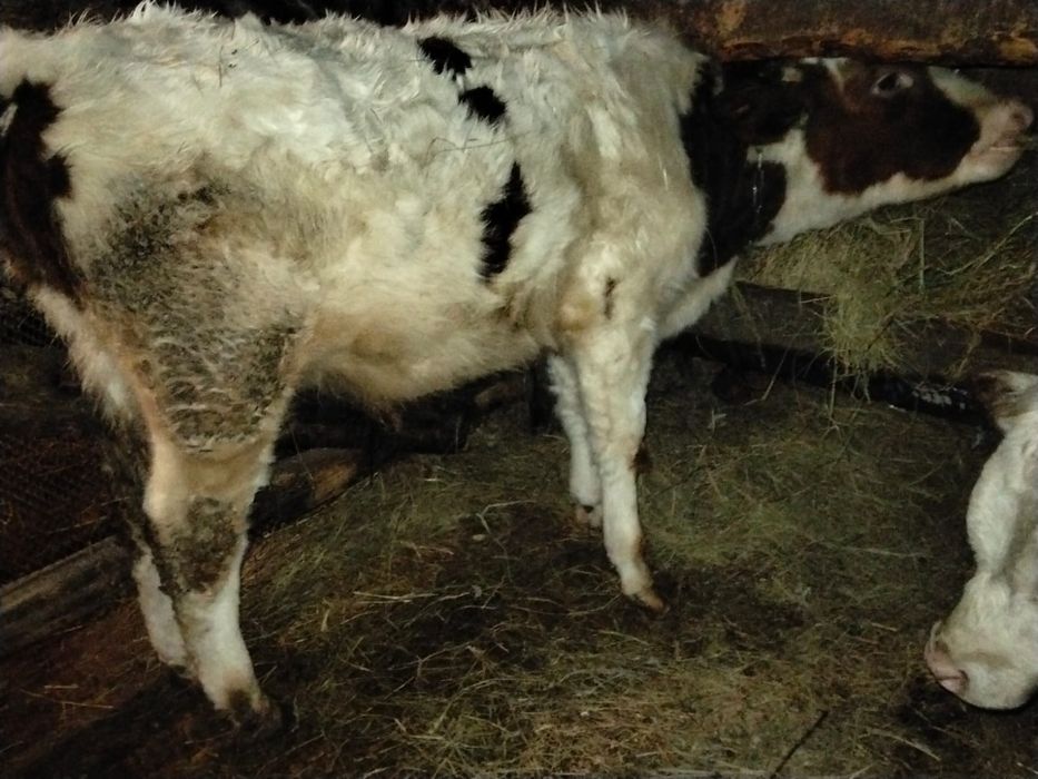 Продам 2 быков, 1 тёлка