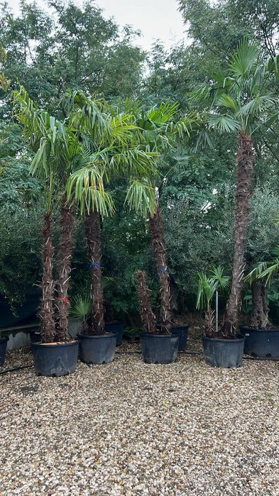 i Palmierii Trachycarpus