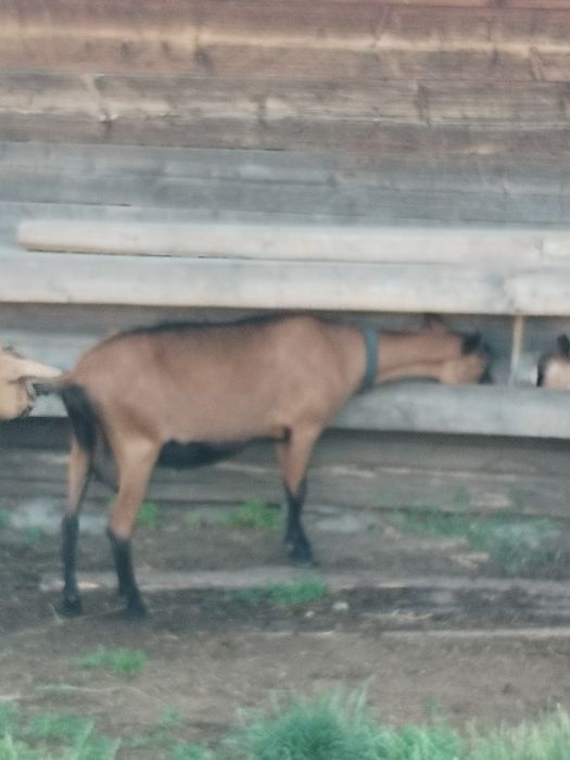 Vând capra Alpina franceza